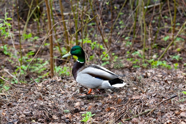 Duckdrake dans les fourrés de la forêt Le canard se promène sur de vieilles feuilles brunes