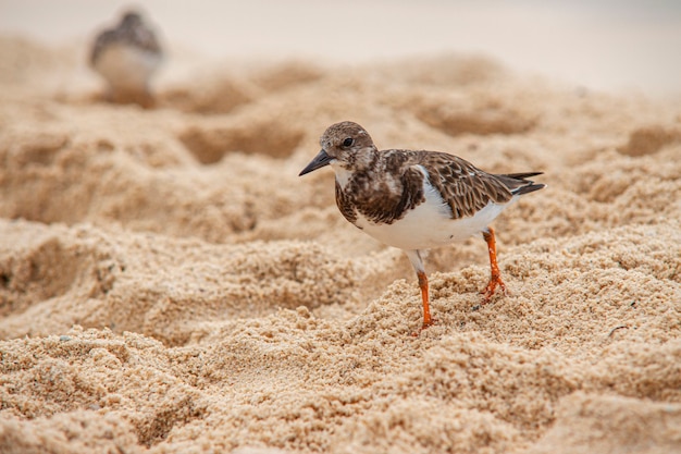 Dulus dominicus sur la plage à la recherche de nourriture