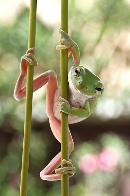 Dumpy en action, Green Tree Grenouille sur bâton