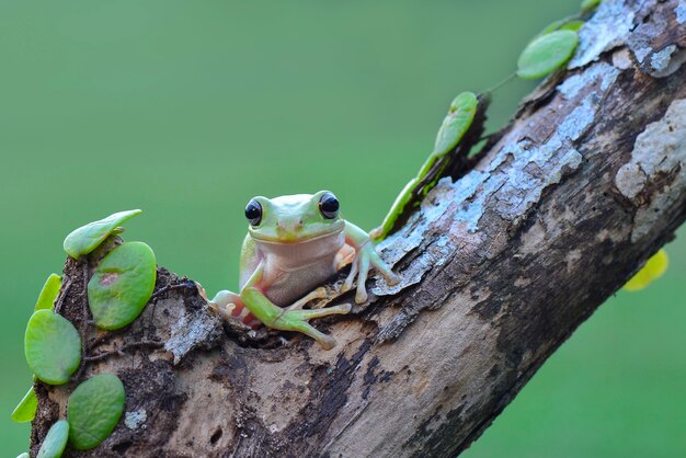 Dumpy Frog ou grenouille verte sur des brindilles dans un jardin tropical