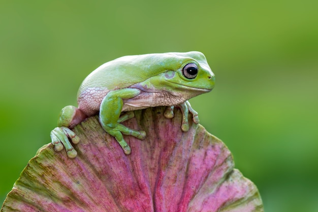 Dumpy Frog ou grenouille verte sur fleur de lotus