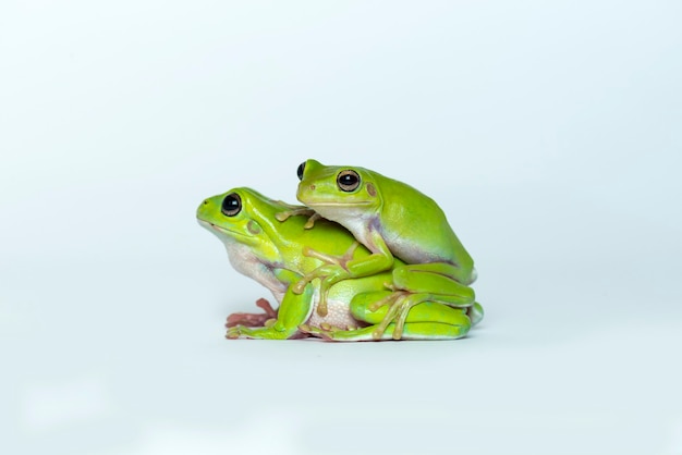 Dumpy Frog ou grenouille verte sur fond blanc