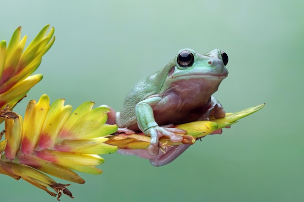 Dumpy frog Litoria caerulea sur fleur de bromelia