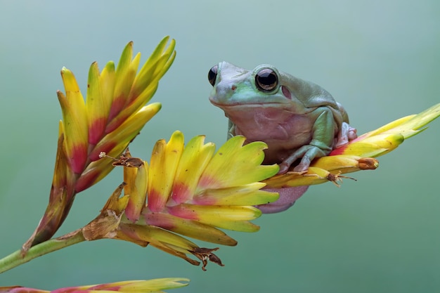 Dumpy frog Litoria caerulea on branch