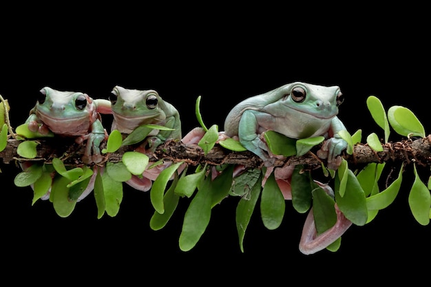 Dumpy frog Litoria caerulea on branch