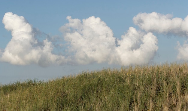 Photo la dune de l'île de texel