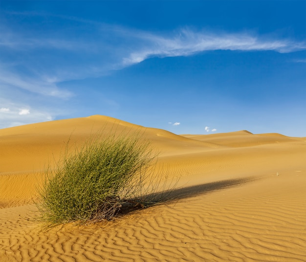 Dunes du désert du Thar, Rajasthan, Inde