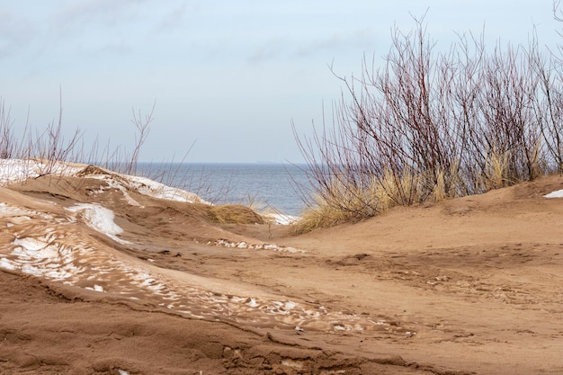 Des dunes de la mer Baltique avec des oursins de mer sur le fond de la mer