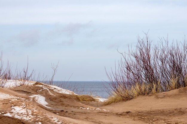 Des dunes de la mer Baltique avec des oursins de mer sur le fond de la mer