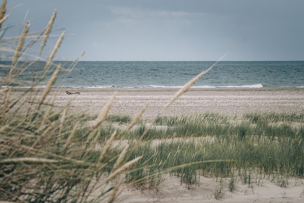 des dunes et une plage de sable près de la mer du Nord au Danemark