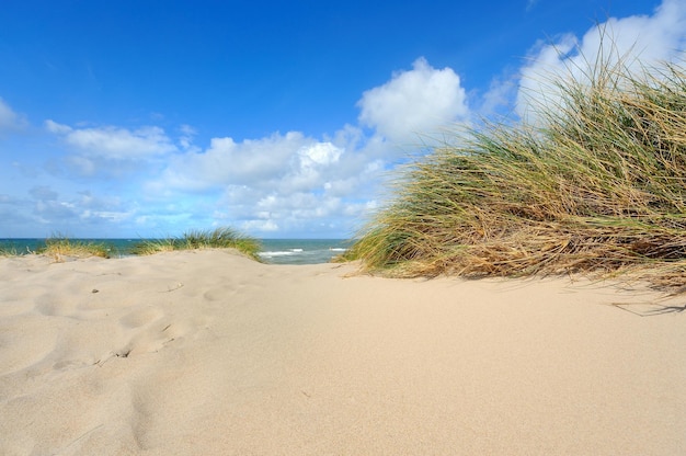 Dunes près de la mer