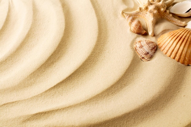 Dunes de sable avec coquillages