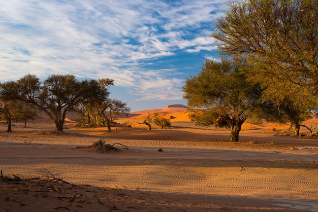 Dunes De Sable Dans Le Désert Du Namib à L'aube, Parc National Du Namib Naukluft, Destination De Voyage En Namibie, Afrique