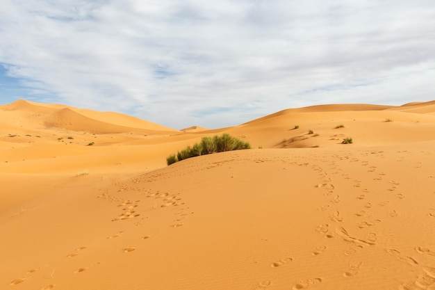 Dunes de sable dans le désert du Sahara Empreintes de pas dans le sable et les buissons verts