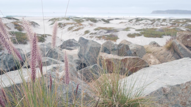 Dunes de sable de misty coronado beach vagues de l'océan dans le brouillard california coast usa