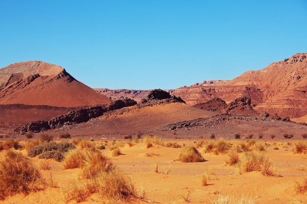 Dunes de sable pittoresques dans le désert