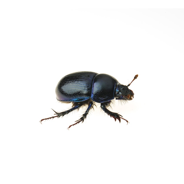 Dung Beetle violet noir sur fond blanc