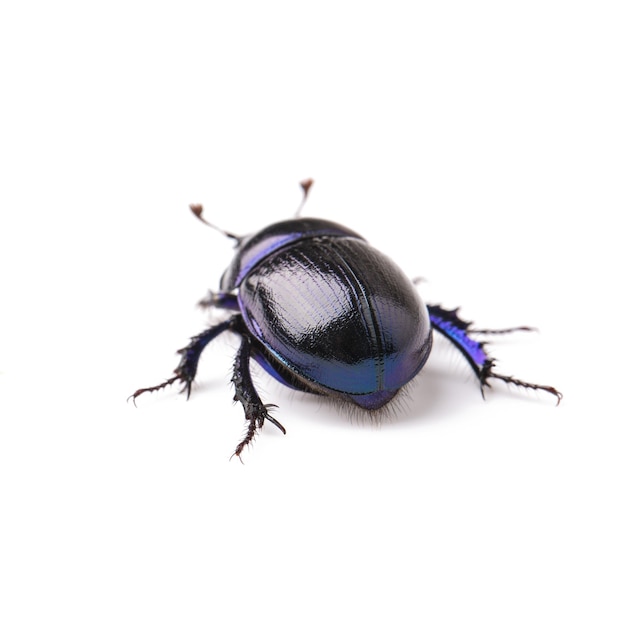 Dung Beetle violet noir sur fond blanc