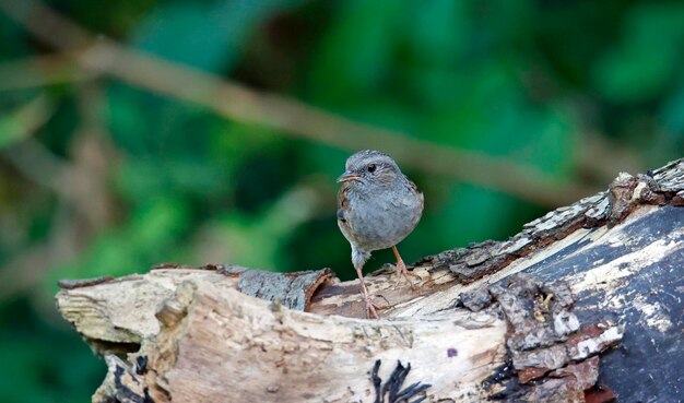 Dunnock sur un site boisé