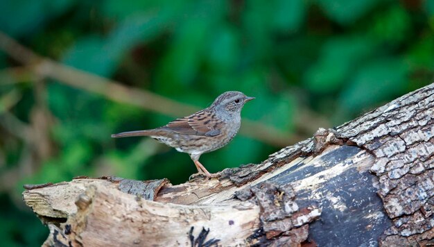 Dunnock sur un site boisé