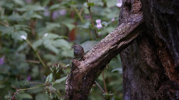 Dunnock sur un site forestier