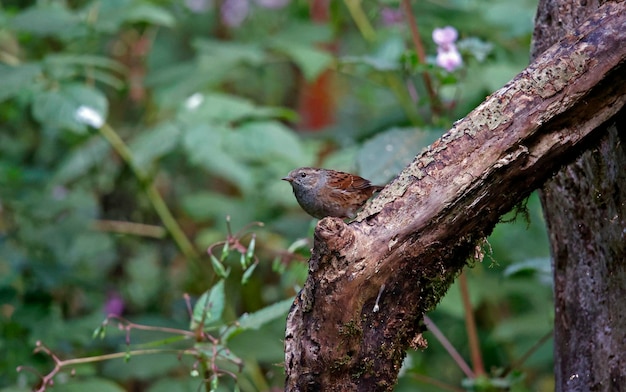 Photo dunnock sur un site forestier