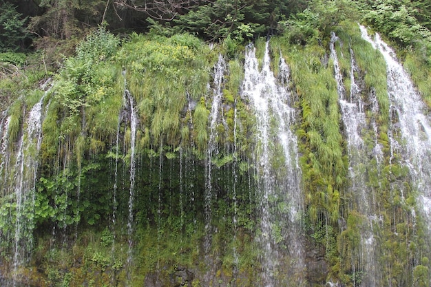 Dunsmuir tombe en Californie