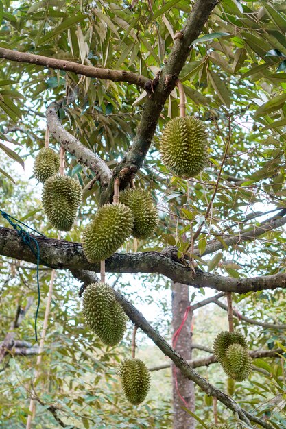 Photo durian dans le jardin du pays thaïlande