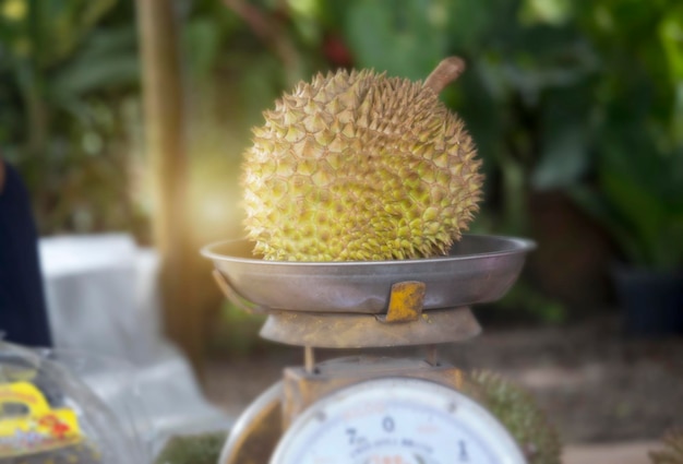 Durian est placé sur la balance
