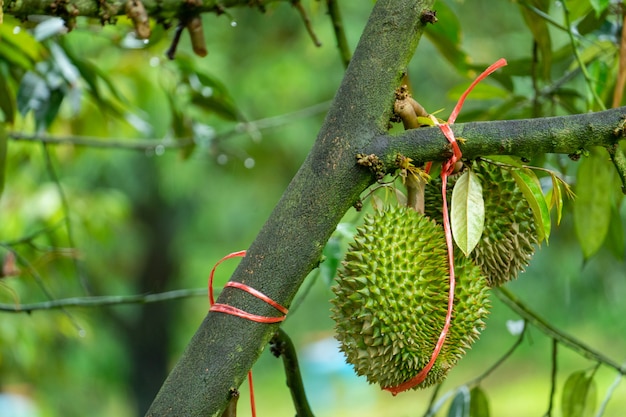 Durian est prêt à récolter les produits sur l'arbre en attendant que les marchands l'achètent et l'exportent en Chine.