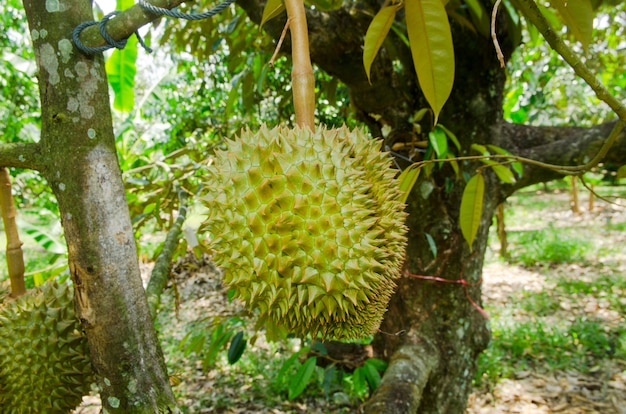 Durian frais sur son arbre dans le verger, Thaïlande