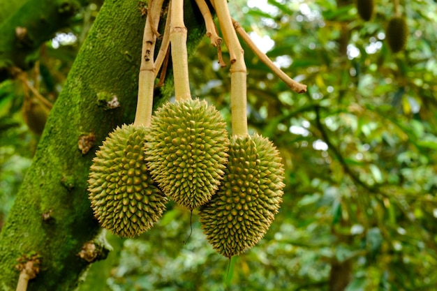 Durian gros plan d'une plante