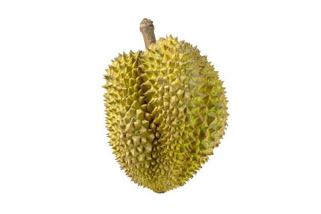 Durian mûr isolé sur fond blanc