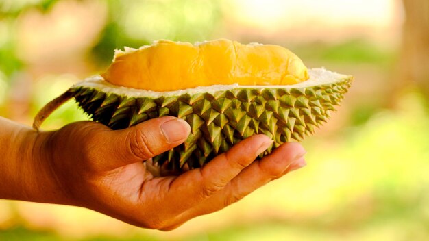 Durian à portée de main un fruit en Thaïlande