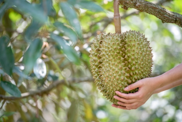 durian de Thaïlande