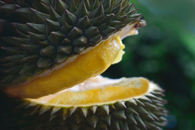 Durian