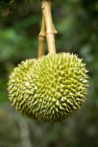 Durian