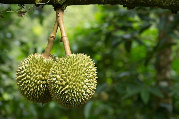 Durian