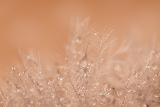 Photo duvet léger avec des gouttes d'eau avec un flou artistique