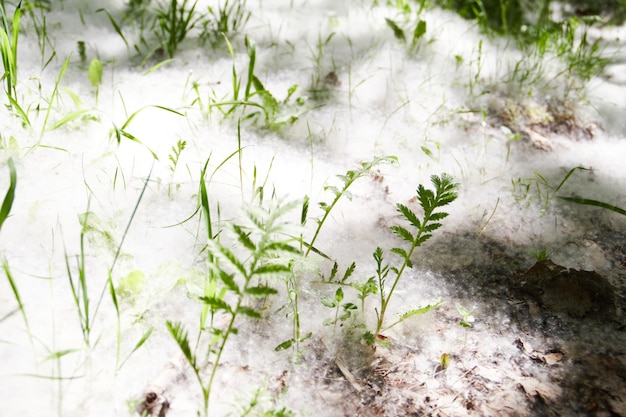 duvet de peuplier au sol avec de l'herbe nature abstraite