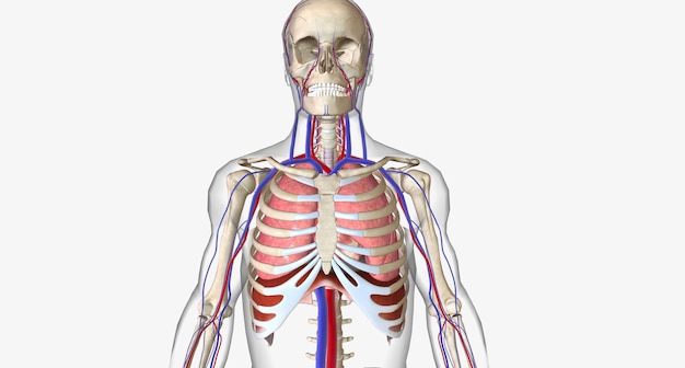 La dynamique respiratoire avec le cœur