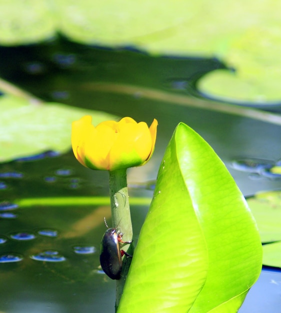 Dytiscidae est assis sur la fleur de Nuphar lutea jaune