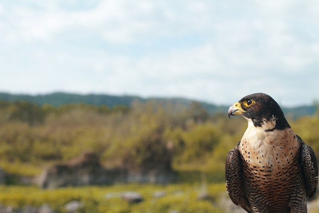 Eagle Eye sur le paysage