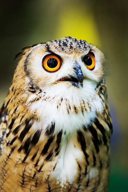 Eagle Owl / Un hibou royal