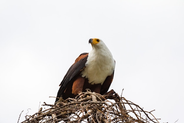 Eagle le pêcheur sur le nid Il se nourrit de proies du lac Baringo au Kenya