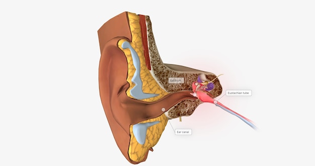 Earache est un terme général pour la douleur dans l'oreille