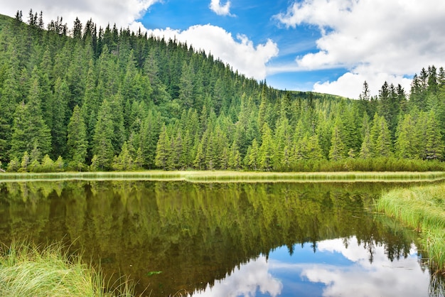 Eau bleue dans un lac forestier avec des pins