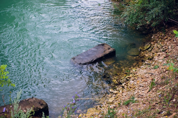 Eau bleue dans un lac forestier avec des pins.