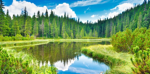 Photo eau bleue dans un lac forestier