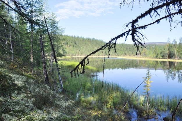 Eau bleue du lac sous le ciel bleu encadré de tiges de carex